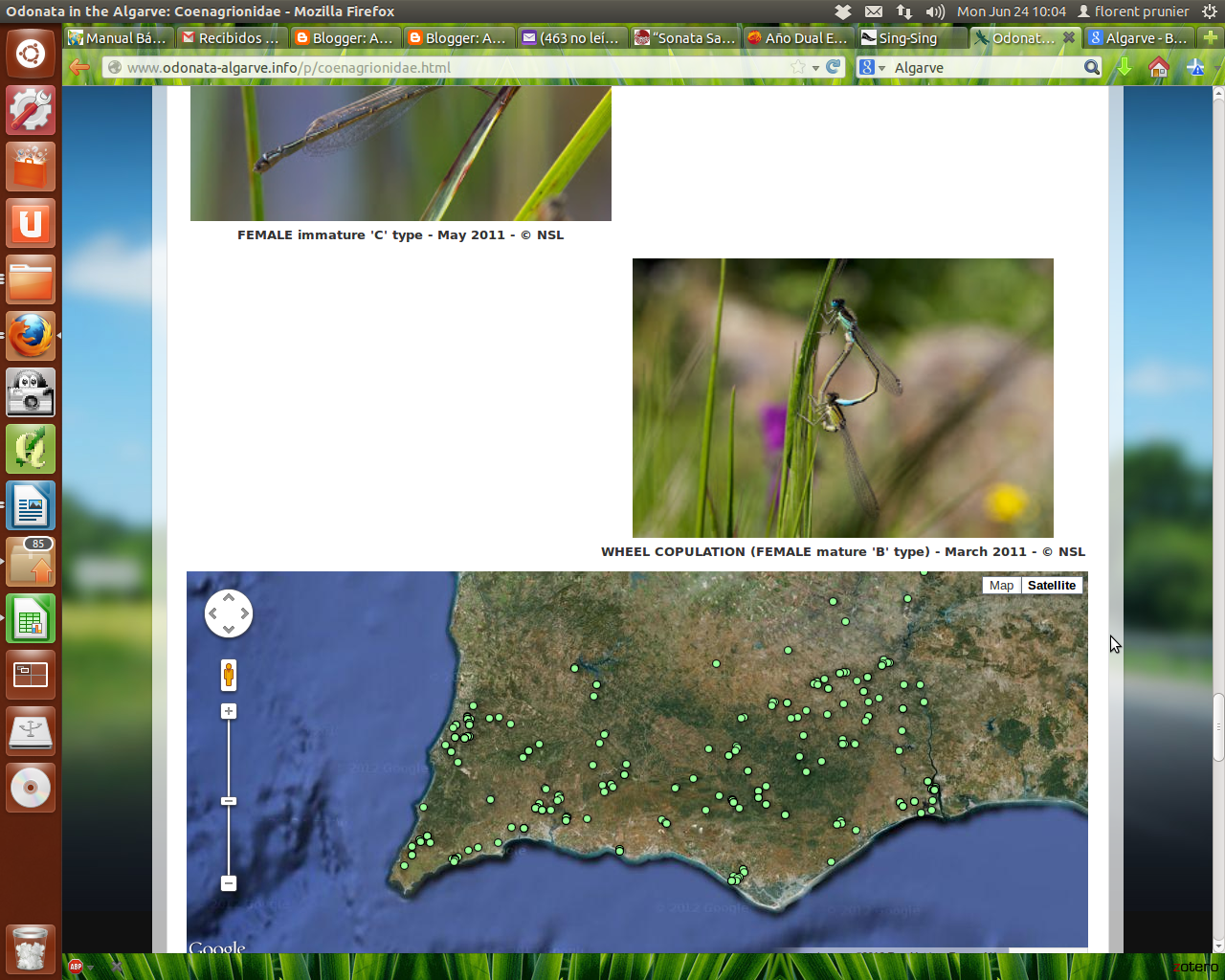 Libélulas del Algarve