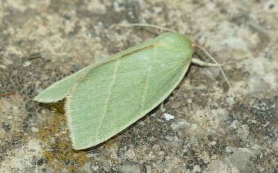 Noches Europeas de la Polilla