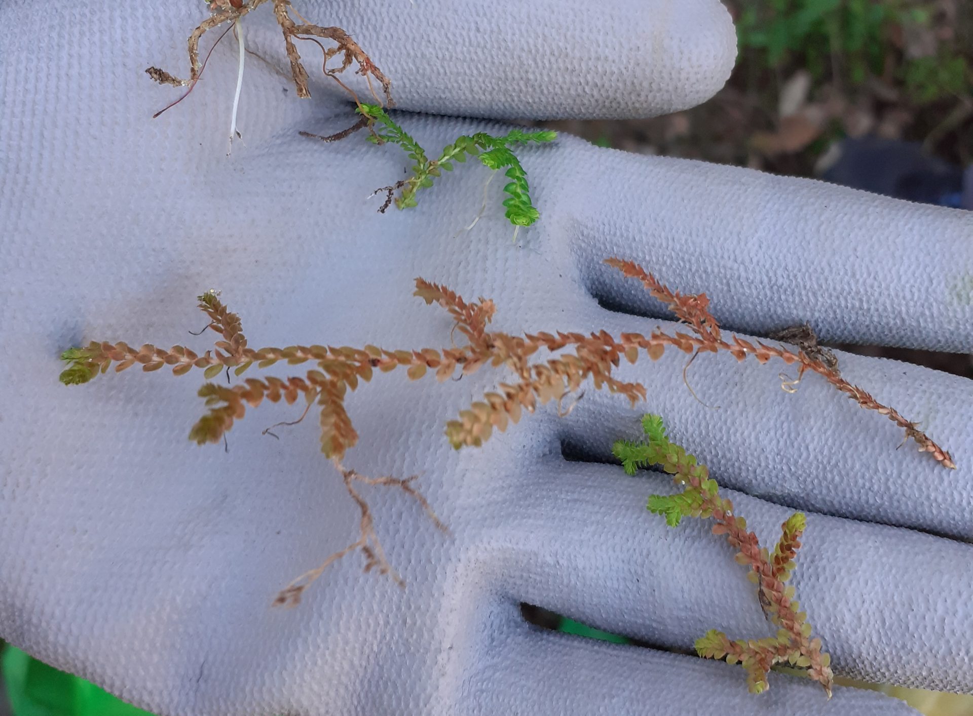 Selaginella