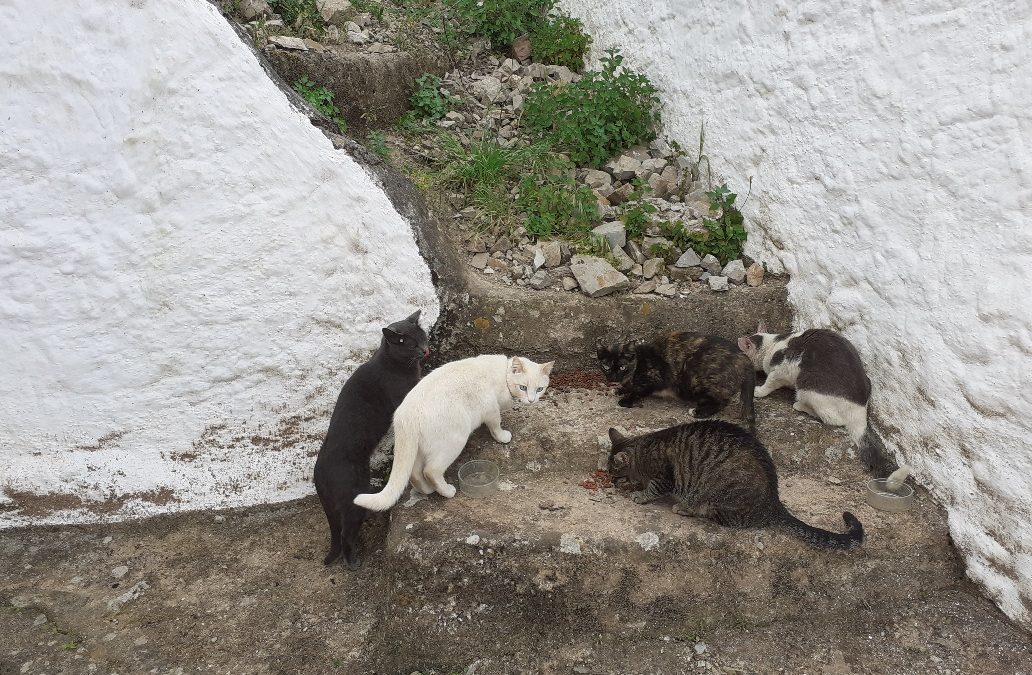 Gatos esterilizados