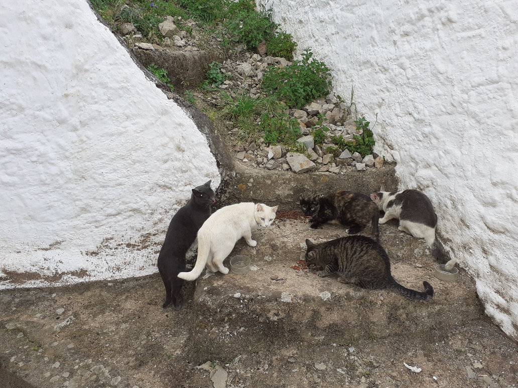Gatos esterilizados