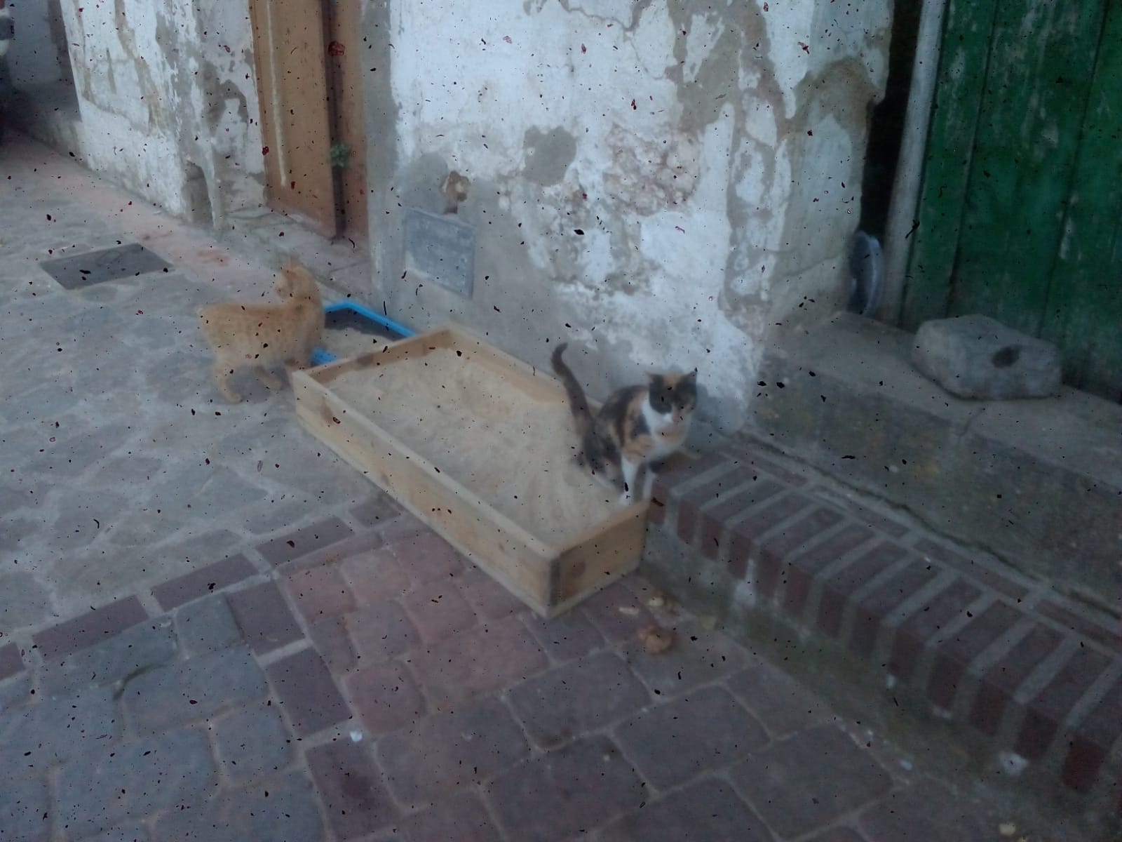 Gatos esterilizados