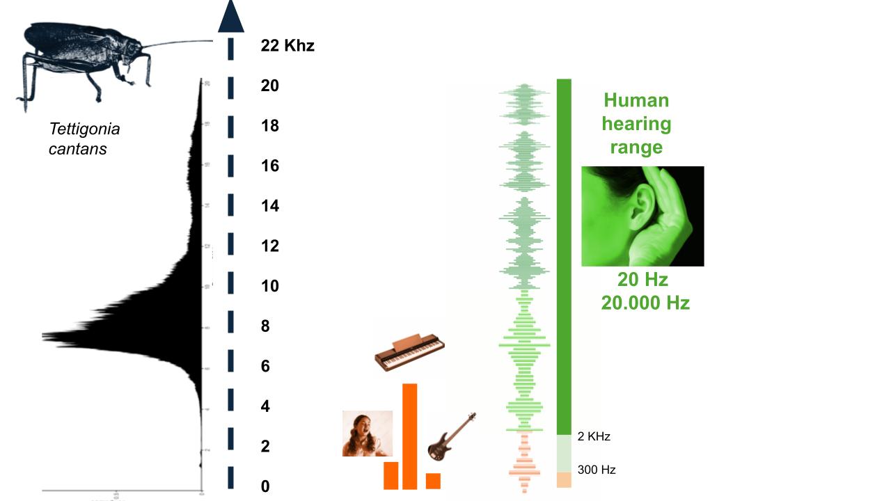 2025-01 Latvia talk_Tettigonia cantas